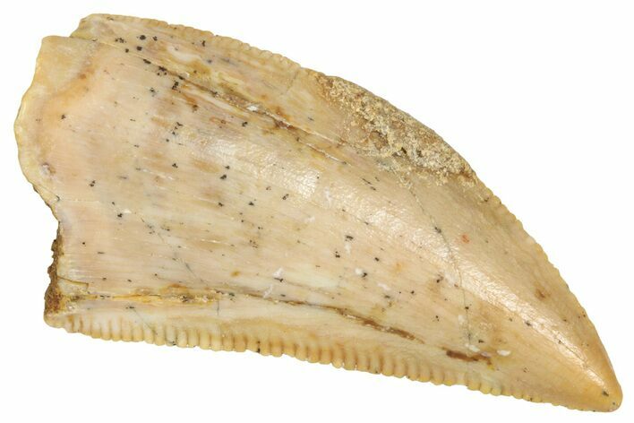 Serrated Raptor Tooth - Real Dinosaur Tooth #371469